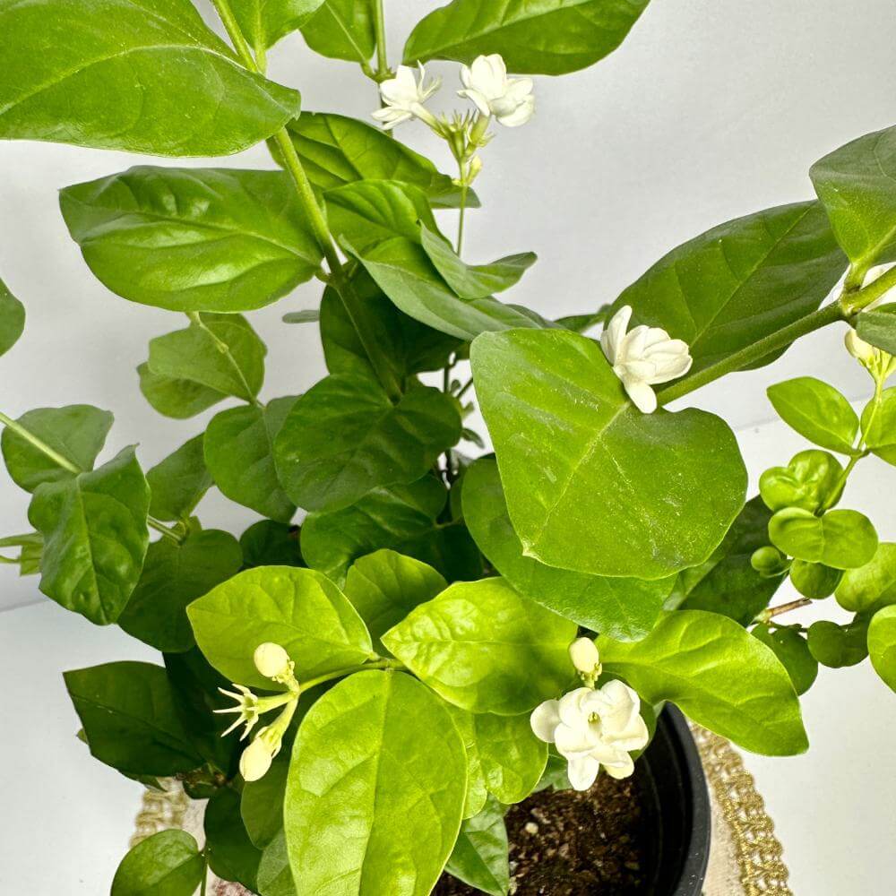 함박자스민 키우는법