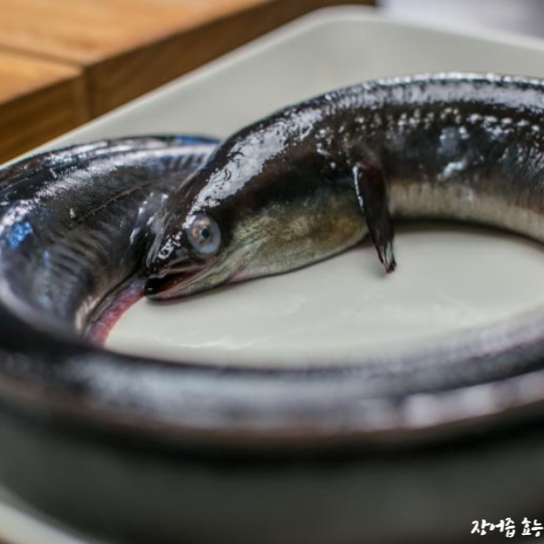 장어즙 효능 알아보고 드세요!