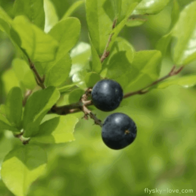 상동나무, 상동나무 열매