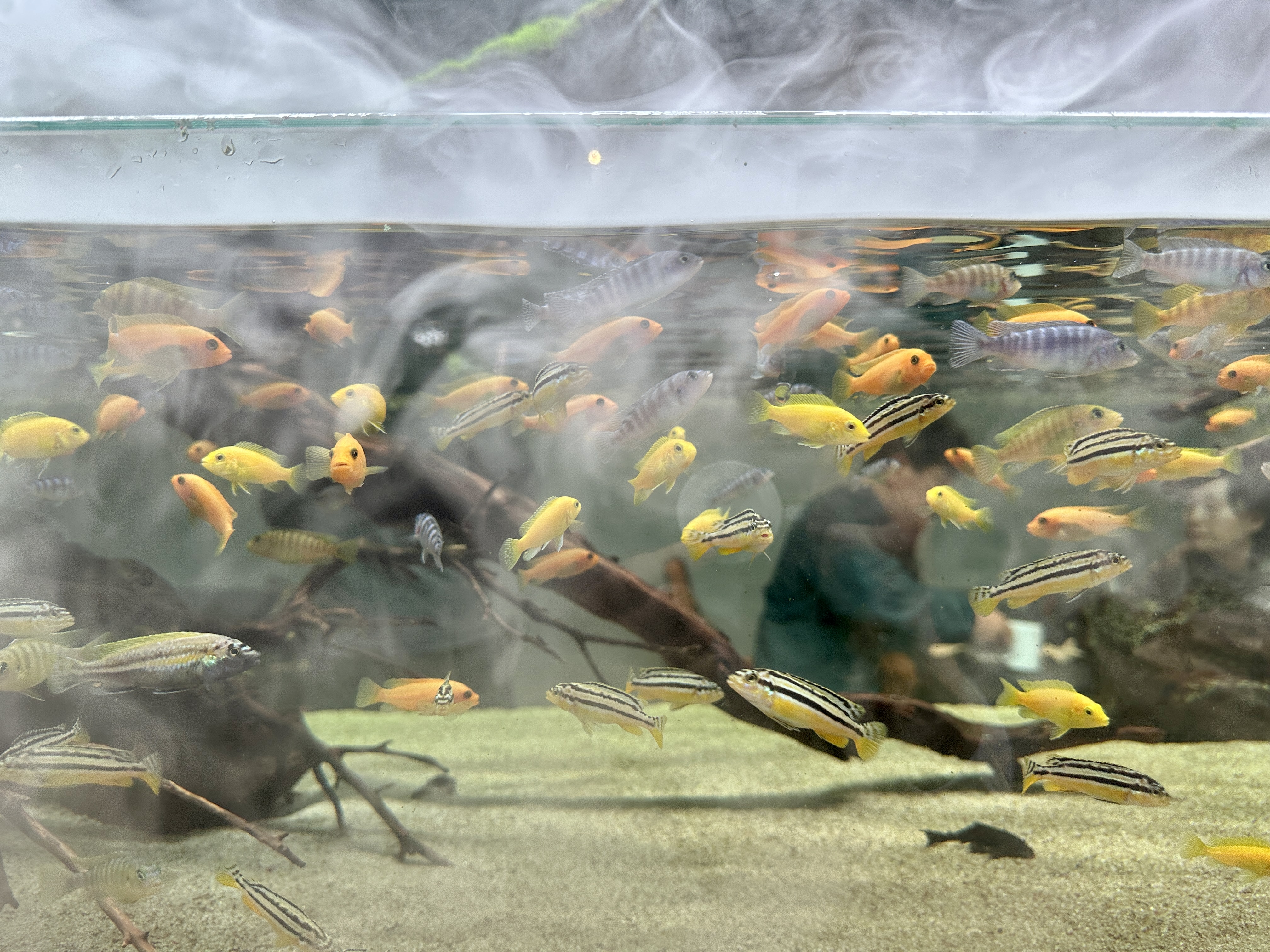 춘천 카페리움 열대어