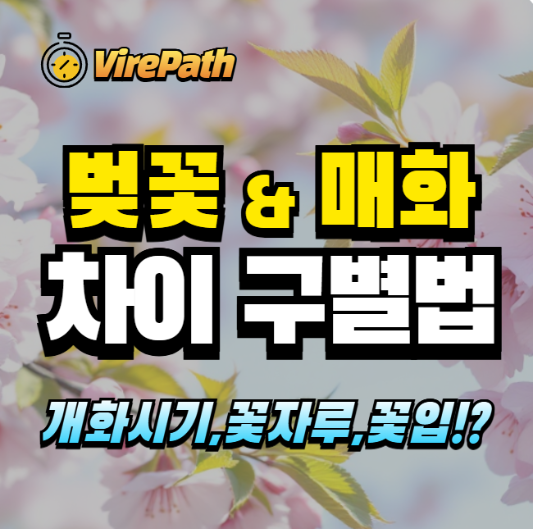 벚꽃과 매화 차이 알아보기