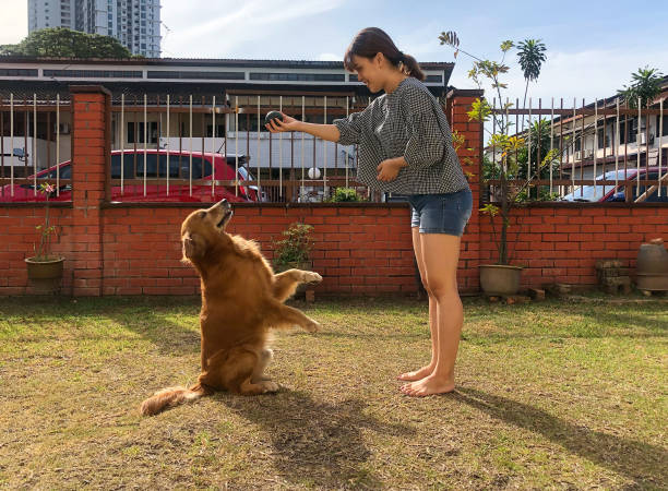 강아지 동반 기차여행 가능한 열차 노선 &amp; 예매 방법 총정리