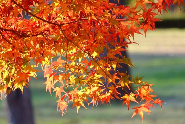 1박 2일 단풍 여행 BEST 5 -설악산,오대산, 불국사, 남이섬, 내장산