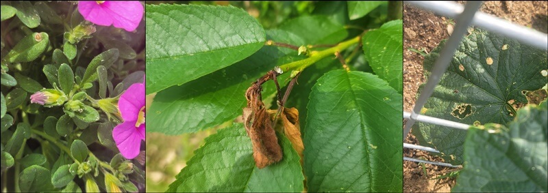 식물들의-병해충-피해-사진