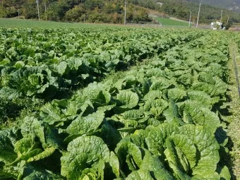 쌈배추 재배 속 차게 키우기 시비 타이밍 통풍 관리_3