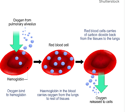 철분의 빈혈 예방과 산소 대사 지원 효과