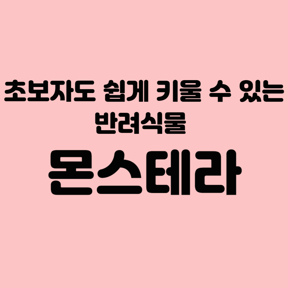 초보자도 쉽게 키울 수 있는 반려식물 - 몬스테라