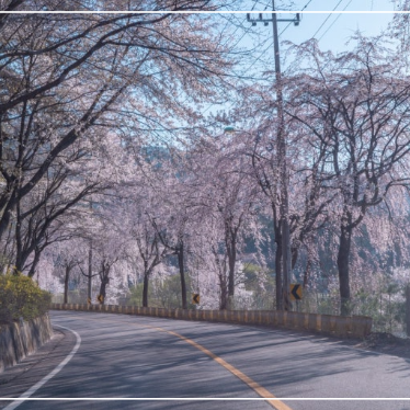 경기도 벚꽃길 드라이브 광주 팔당호