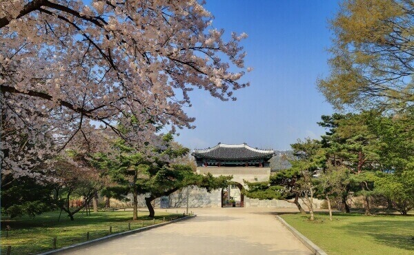 경복궁 영추문 앞에 벚꽃