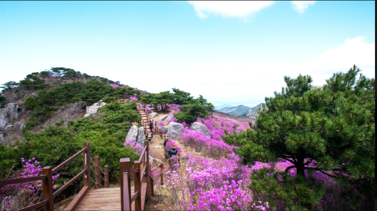비슬산 참꽃축제