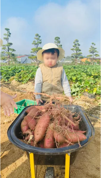 고구마캐는시기 딱 3가지 신호만 보세요 보관법까지 총정리로_26