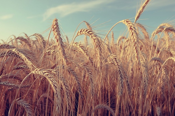 장염에 좋은 음식