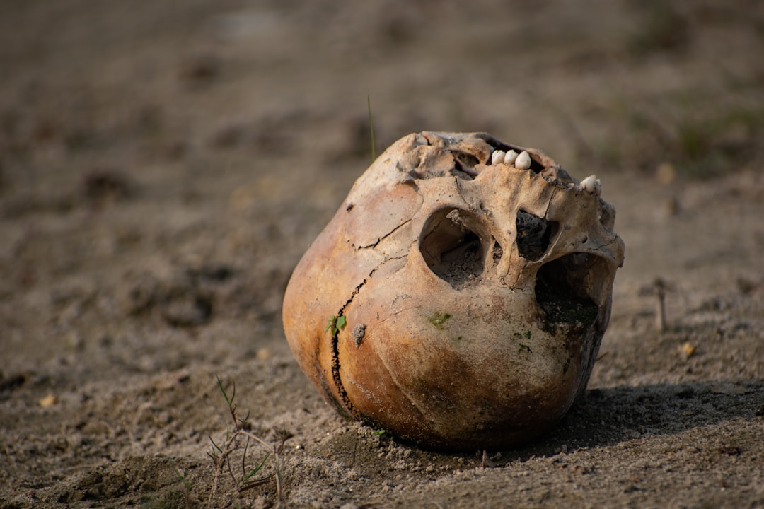 Skull