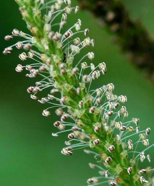 plantain 3