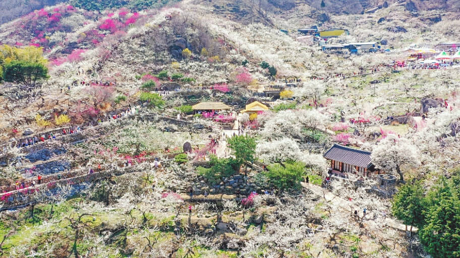 2026 광양 매화축제 일정 주차 맛집 코스 완벽 가이드 사진