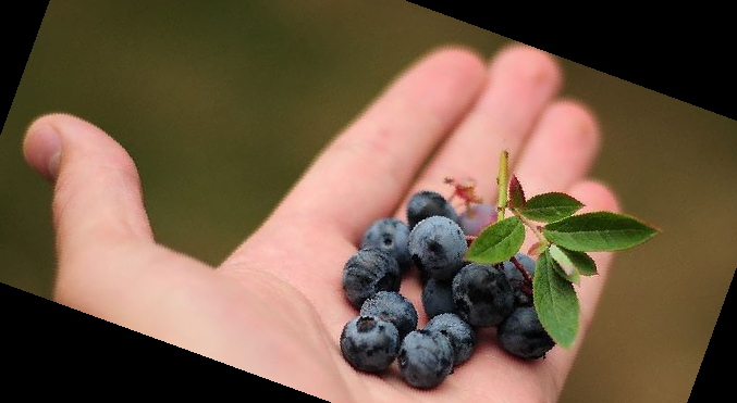 아로니아 분말 복용법