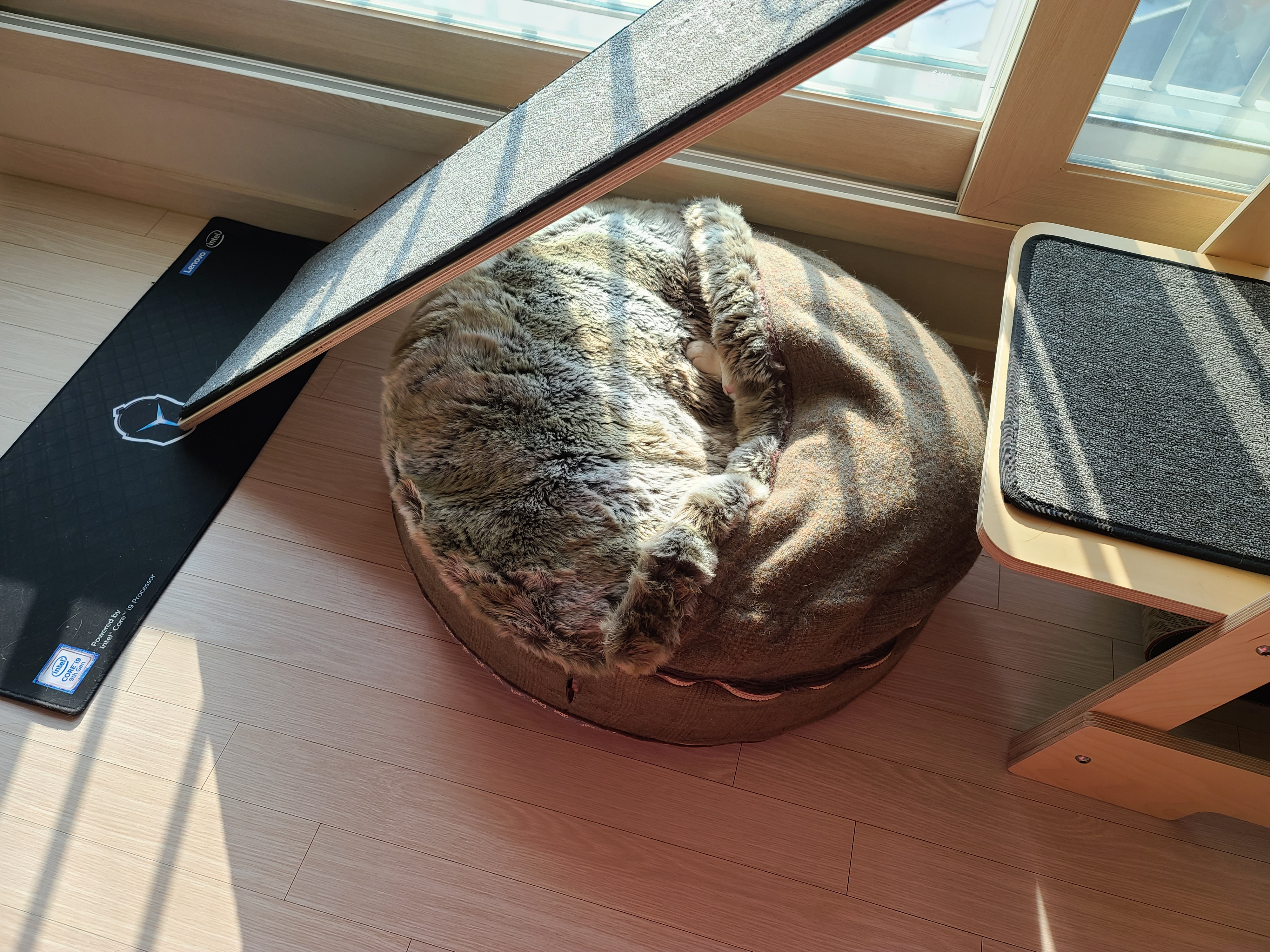 숨은고양이 찾기