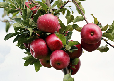 10월 제철 해산물, 10월 제철과일