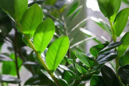 금전수 키우기 햇빛