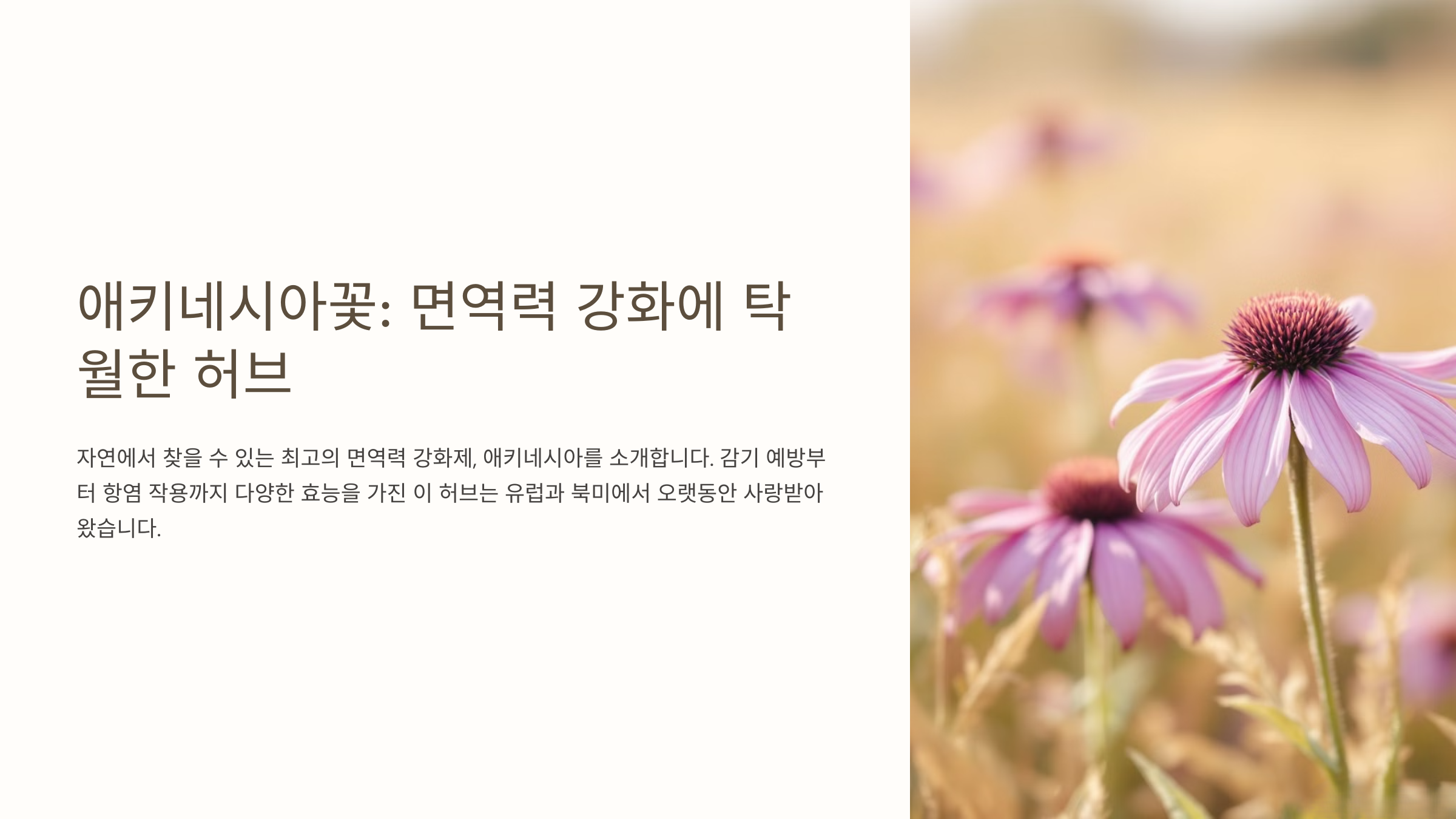 에키네시아꽃-사진