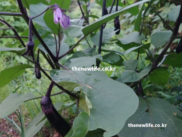클로로겐산과 안토시아닌 등 가지의 핵심 영양 성분을 보여주는 실물 사진