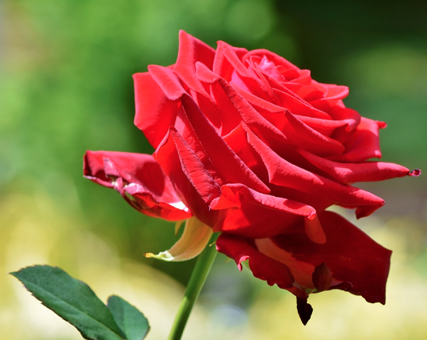 2025 부천 백만송이 장미축제