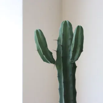 용신목 선인장 키우기, 철화, 분갈이, 꽃, 물주기, 월동_31