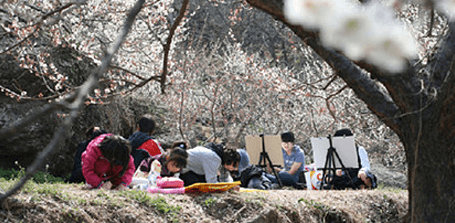 광양매화축제 주차장 입장료