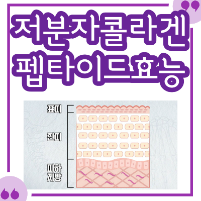 저분자 콜라겐 펩타이드 효능&#44; 함께 섭취하면 좋은 성분 및 주의사항