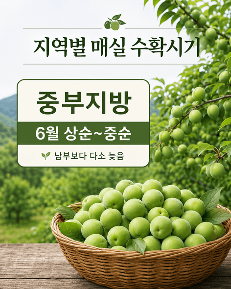 매실수확시기