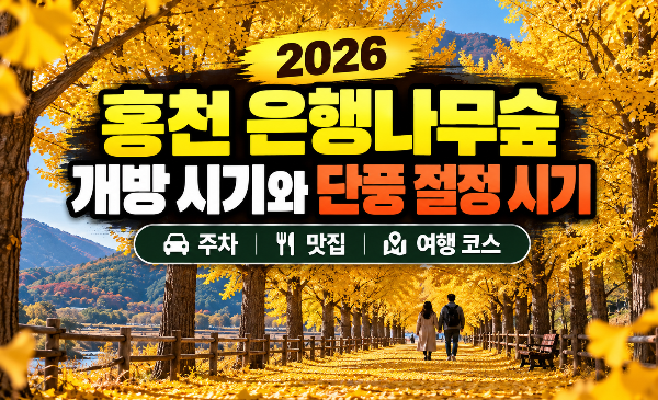 홍천 은행나무숲 개방 시기와 단풍 절정 시기 총정리｜주차&middot;맛집&middot;여행 코스