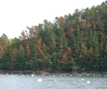 솔껍질깍지벌레