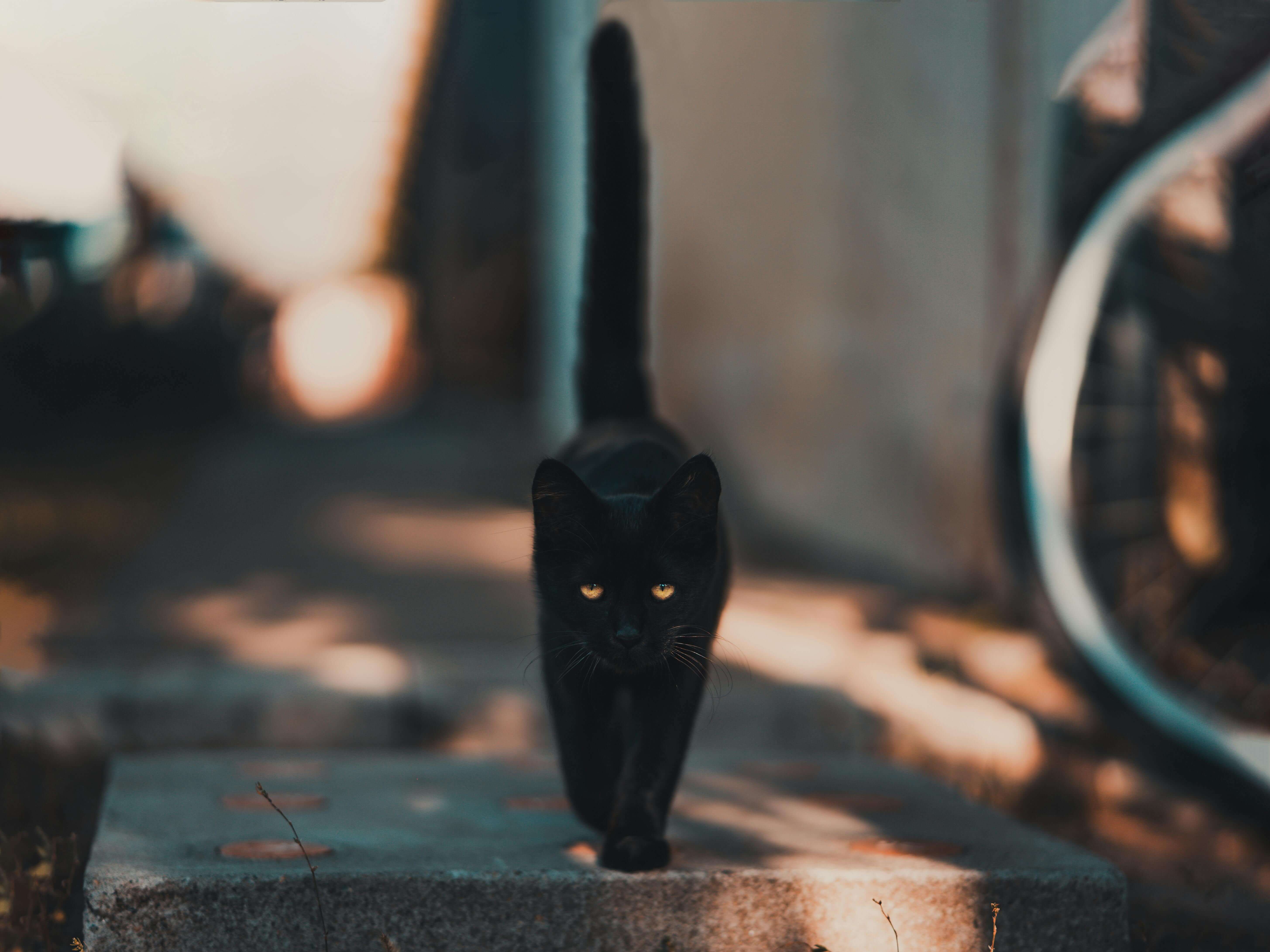 검은 고양이 이름 추천