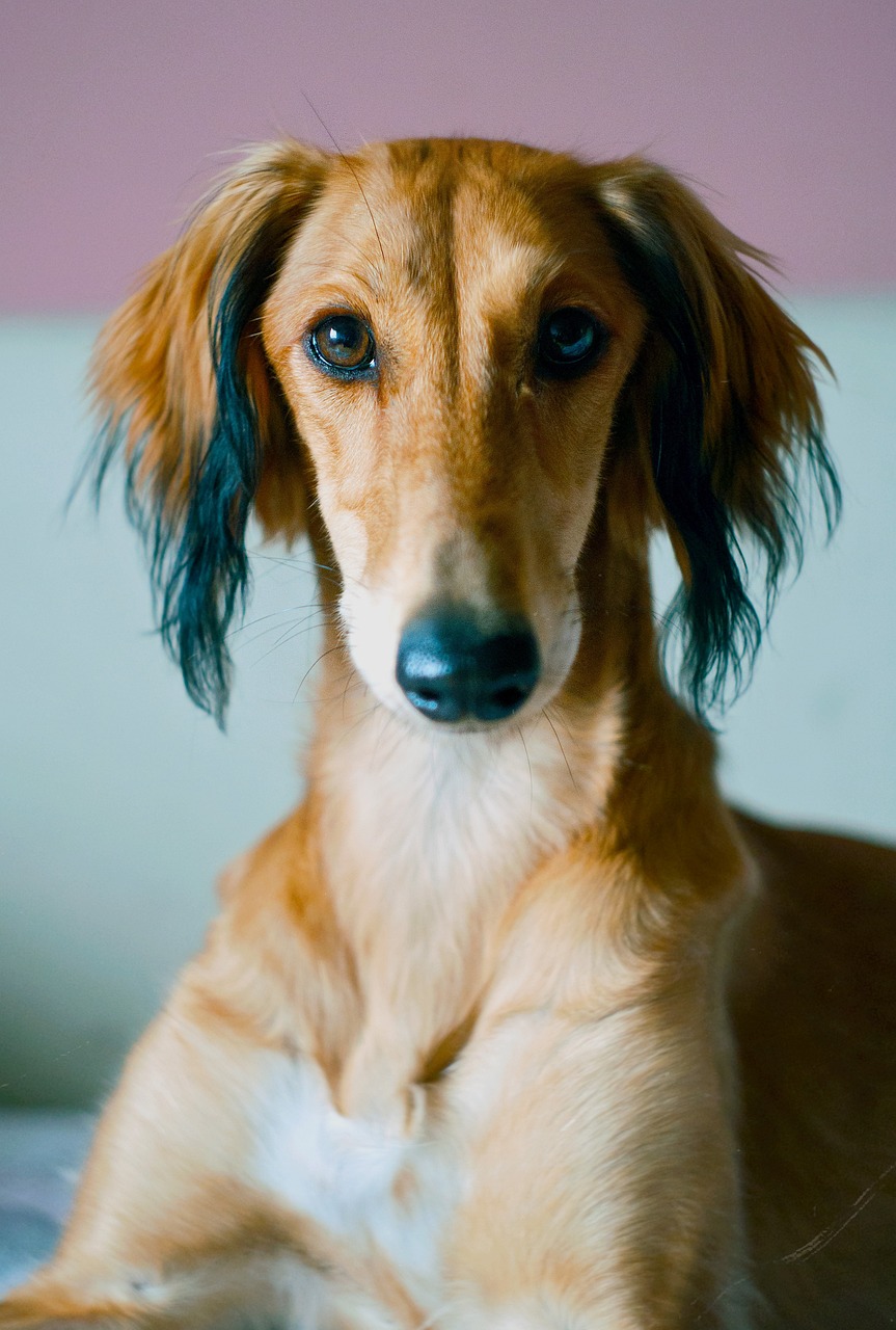 살루키(Saluki)4