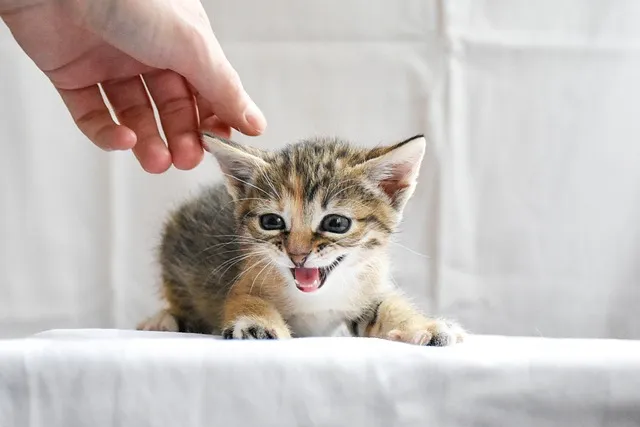 심리적 관점에서 본 고양이 꿈