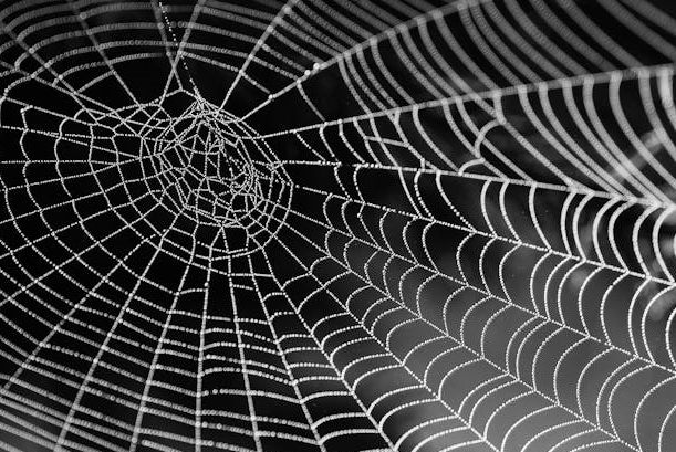 거미를 본 이후 다른 벌레까지 더 많이 보이기 시작하는 이유 &ndash; 위협 범주가 확장되는 인지의 과정