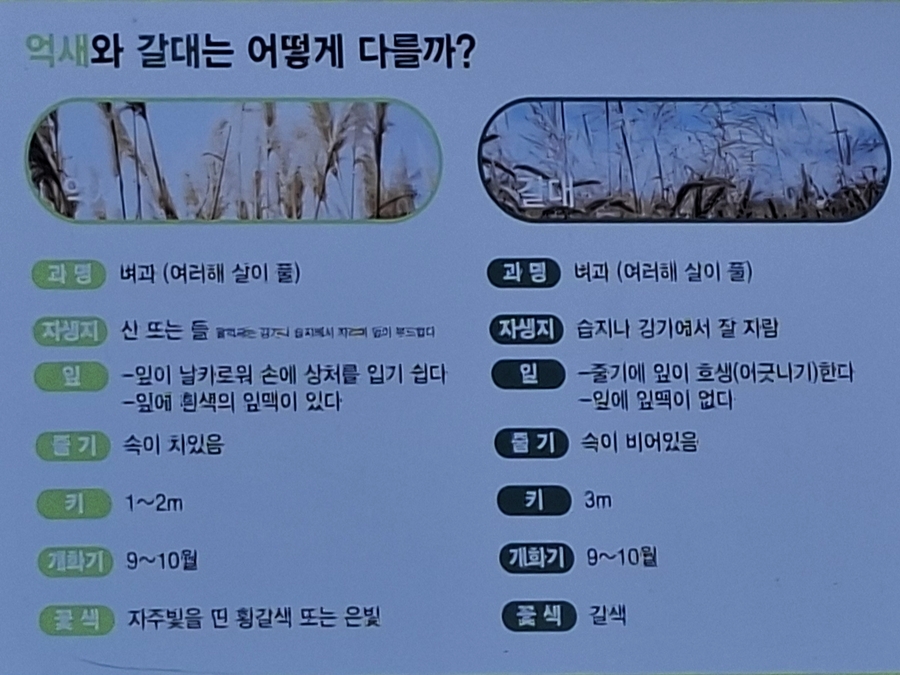 억새와갈대