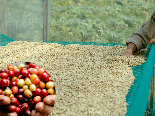 원두 맛을 결정짓는 프로세싱 이야기
