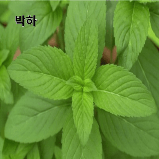 박하의 영양소 및 효능, 채취방법, 요리 레시피