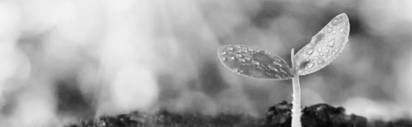 식물 키우기 서향 햇빛