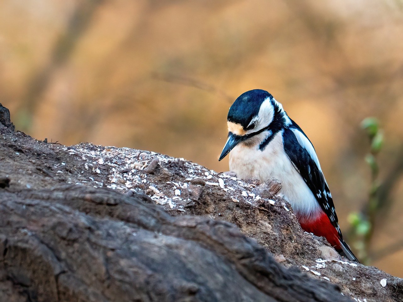 부리로 나무를 두드리고 있는 딱따구리