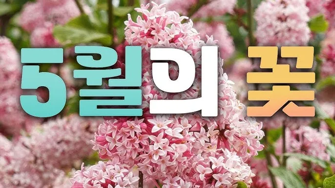 아파트 화단에 핀 5월의 꽃 송엽국 작약 금계국 털개구리미나리_1