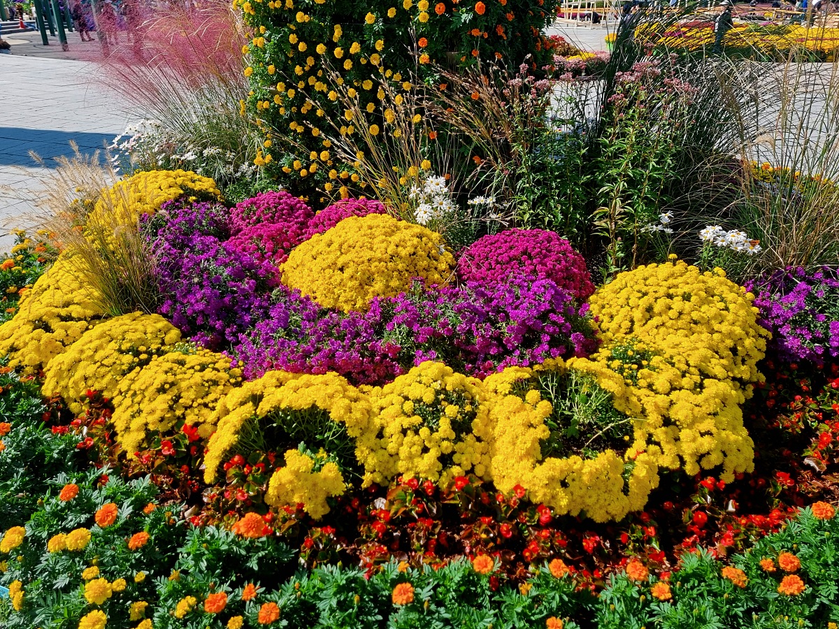 서울 근교 가을꽃 만발한&amp;#44; 경기도 고양시 강매석교공원 창릉천 코스모스축제