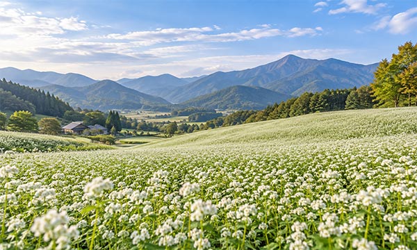 평창 봉평 메밀꽃 예제 이미지