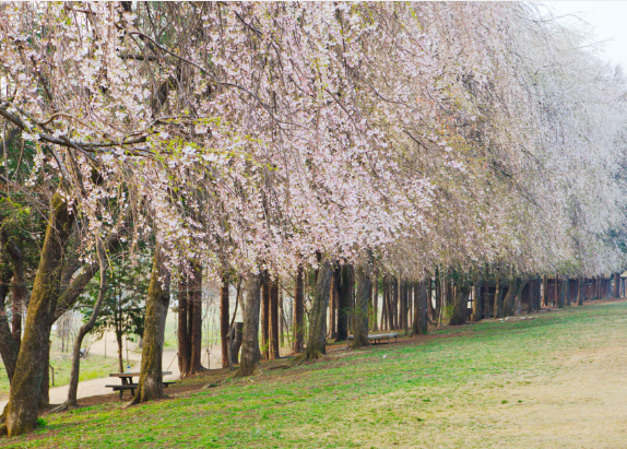 봄꽃 기차여행 (벚꽃기차)코스 및 금액 정리