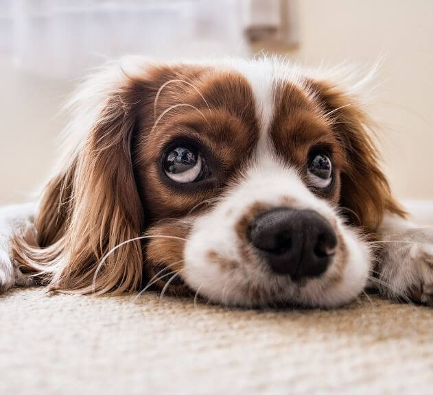 12간지 동물 순서