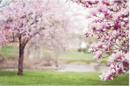 봄꽃나무 사진