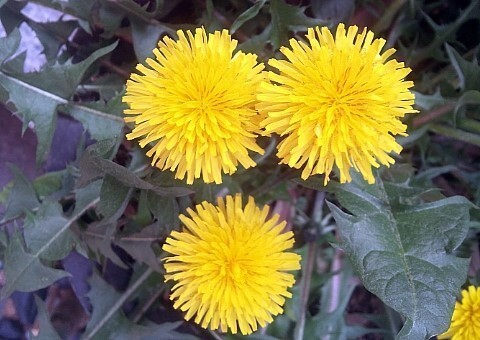 노랑 서양 민들레