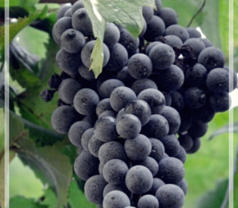 왜 포도즙을 마셔야 하는가? 포도즙 효능 알아보기