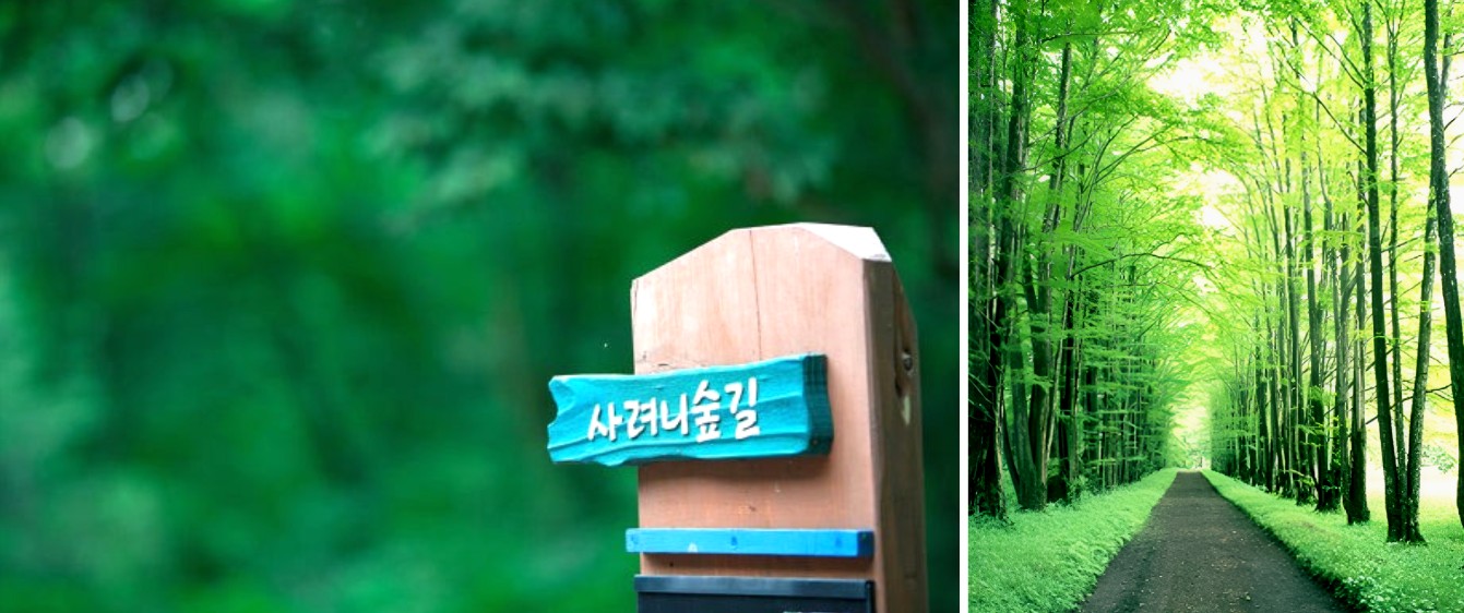 봄에 꼭 가봐야 할 제주도 명소 BEST 4곳 중 '사려니숲길'